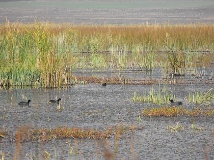 aldomirovtsi marsh dragomansko blato