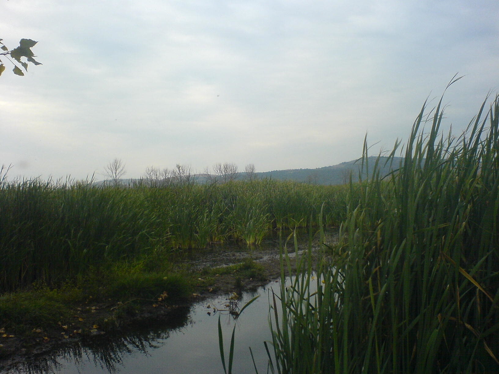 Dragoman Marsh, Bulgarie