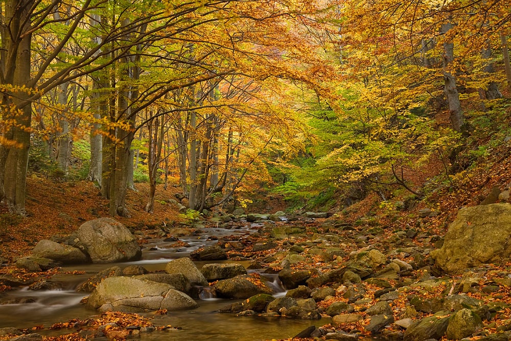 Stara Reka Reserve, Bułgaria