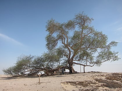 tree of life bahrain island