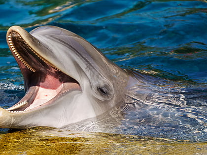 dolphin quest bermuda ireland island
