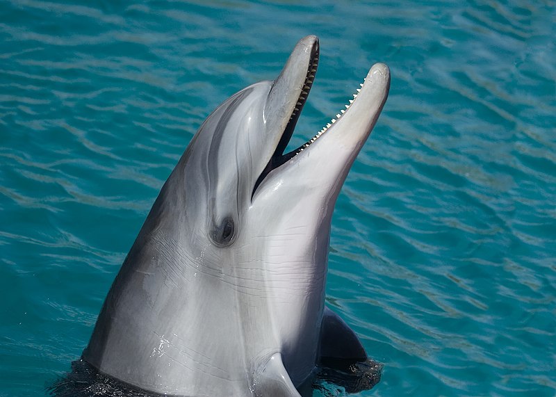 Dolphin Quest Bermuda
