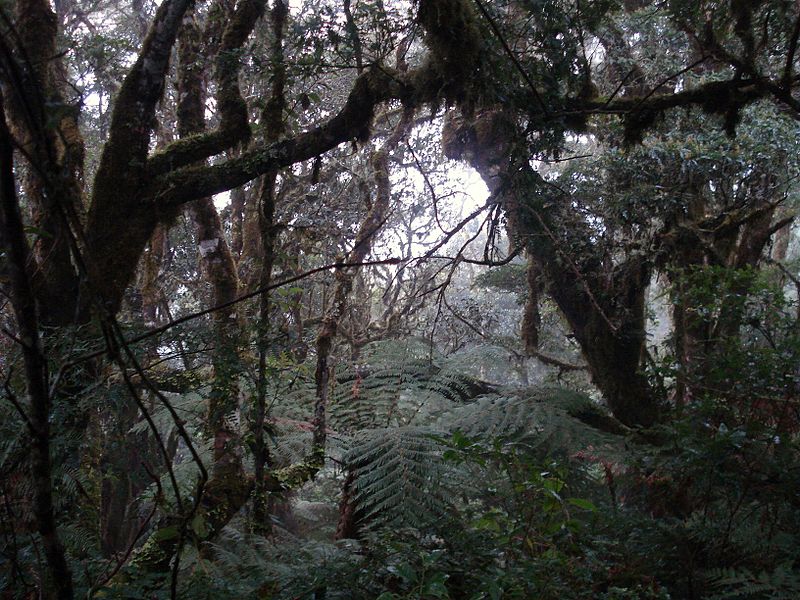 Parque nacional Amboró