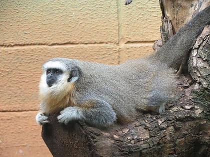 parc zoologique municipal quinzinho de barros sorocaba