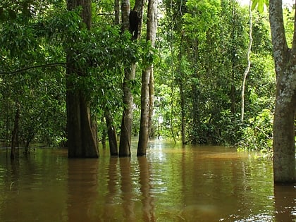 Japurá–Solimões–Negro moist forests