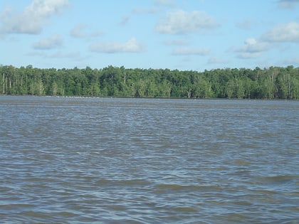 Amapá mangroves