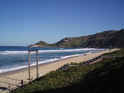 praia mole florianopolis