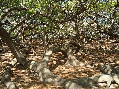 worlds biggest cashew tree parnamirim