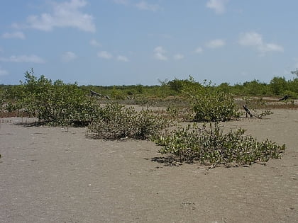 para mangroves