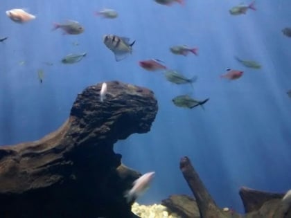 aquario de paranagua