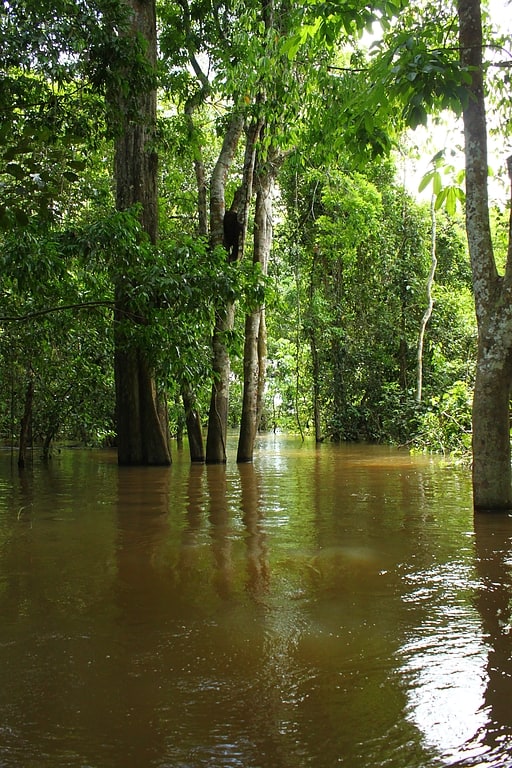 japura solimoes negro moist forests rio unini extractive reserve