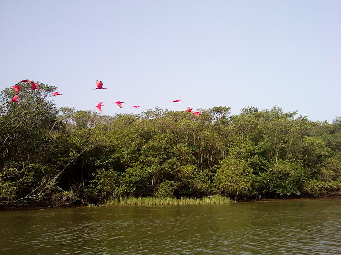 iguape cananeia paranagua estuary lagoon complex barra do una sustainable development reserve