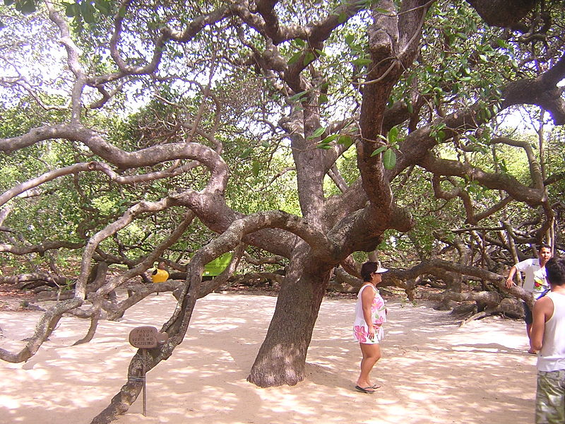World's Biggest Cashew Tree