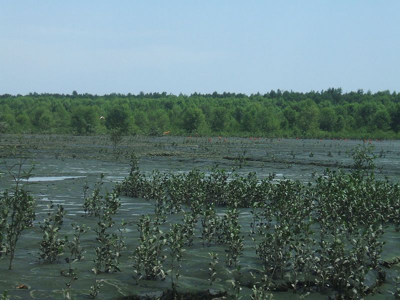Amapá mangroves