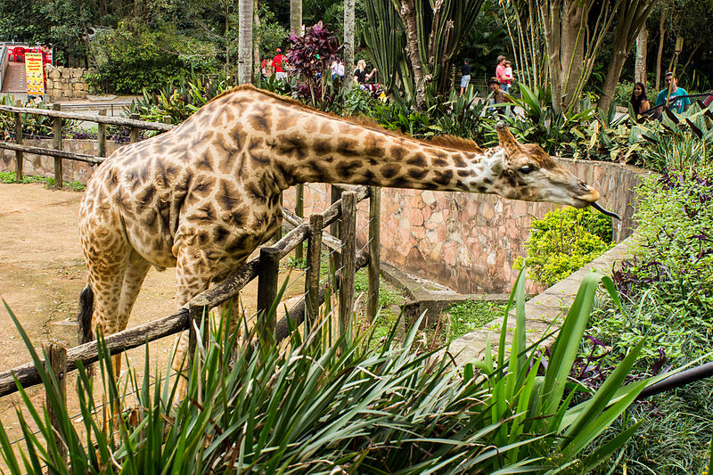 Zoológico de São Paulo