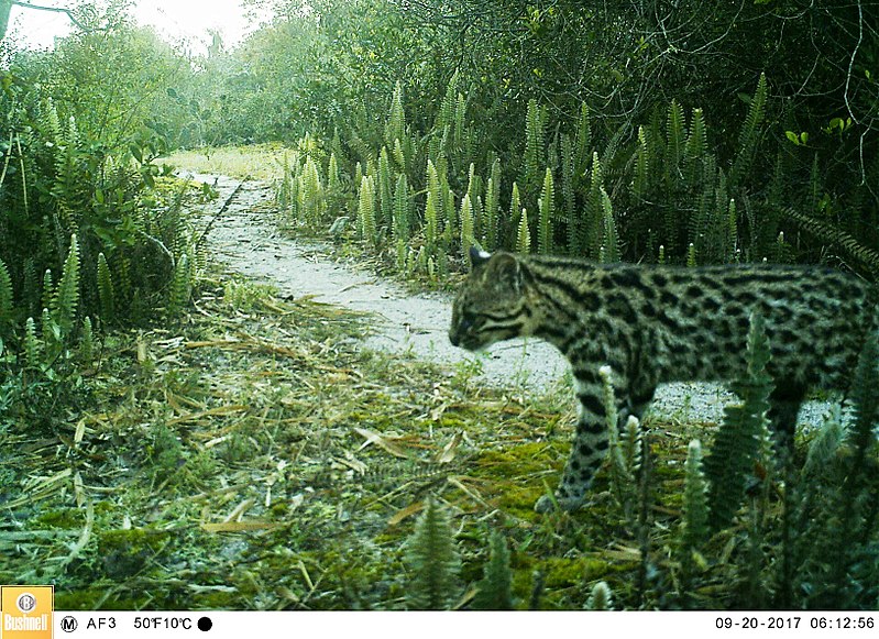 Lami José Lutzenberger Biological Reserve, Porto Alegre