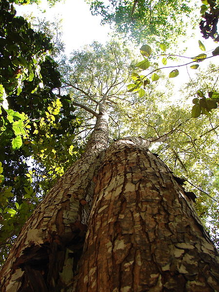 Tocantins-Araguaia-Maranhão moist forests