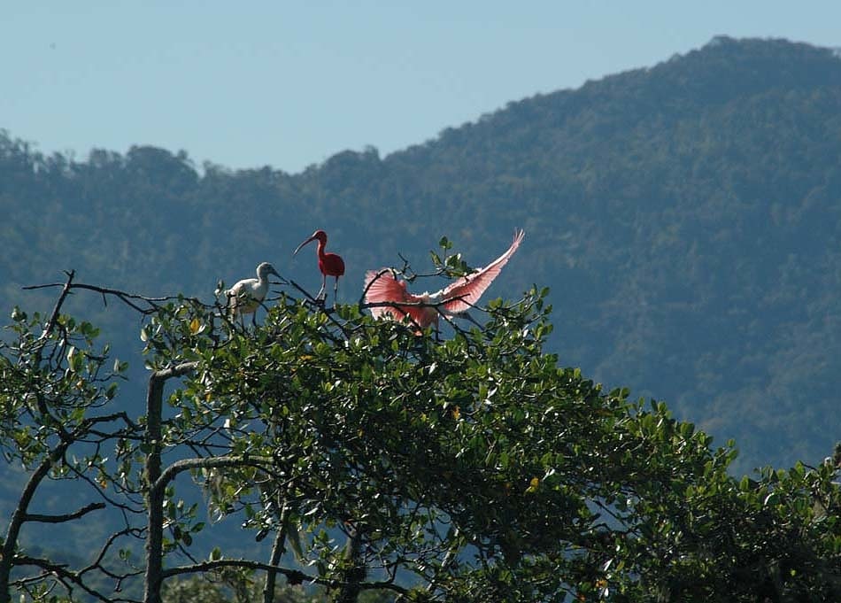 Guaraqueçaba Environmental Protection Area, Brazil