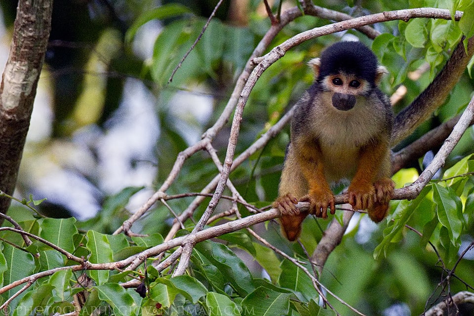 Mamirauá, Brasil