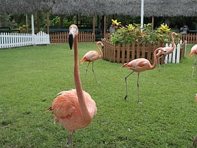 centro de conservacion y zoologico jardines de ardastra nasau