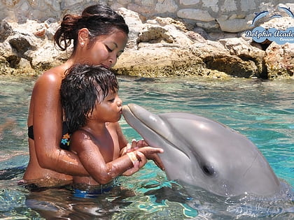 dolphin encounters nassau