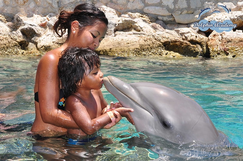 dolphin encounters nasau
