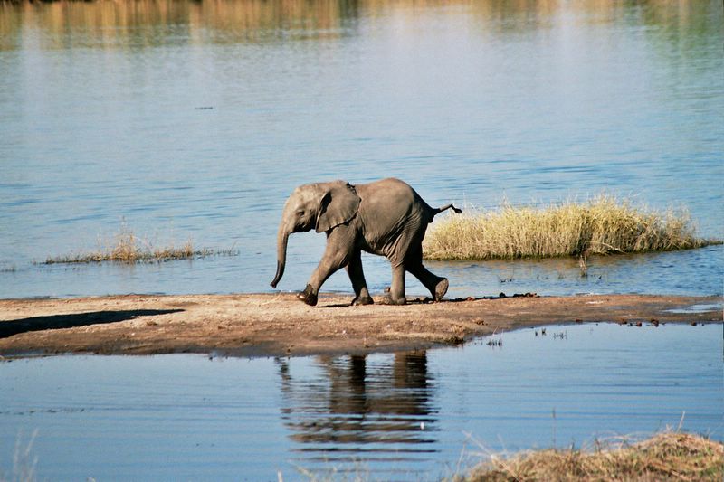 Parc national de Chobe