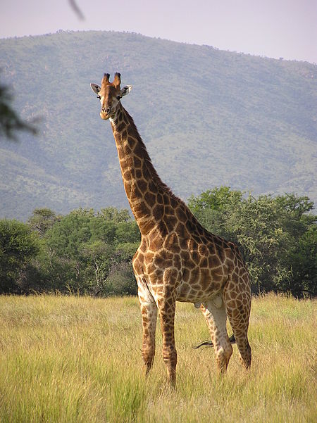 Rezerwat Dzikich Zwierząt Central Kalahari