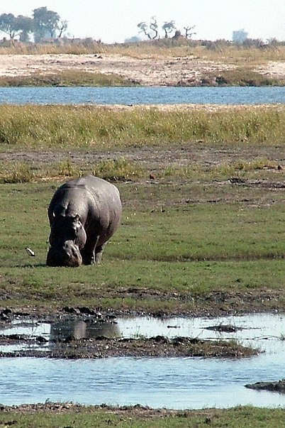Parque nacional de Chobe