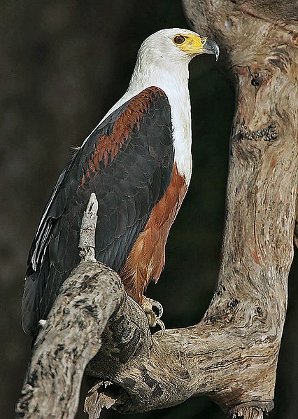 Nata Bird Sanctuary