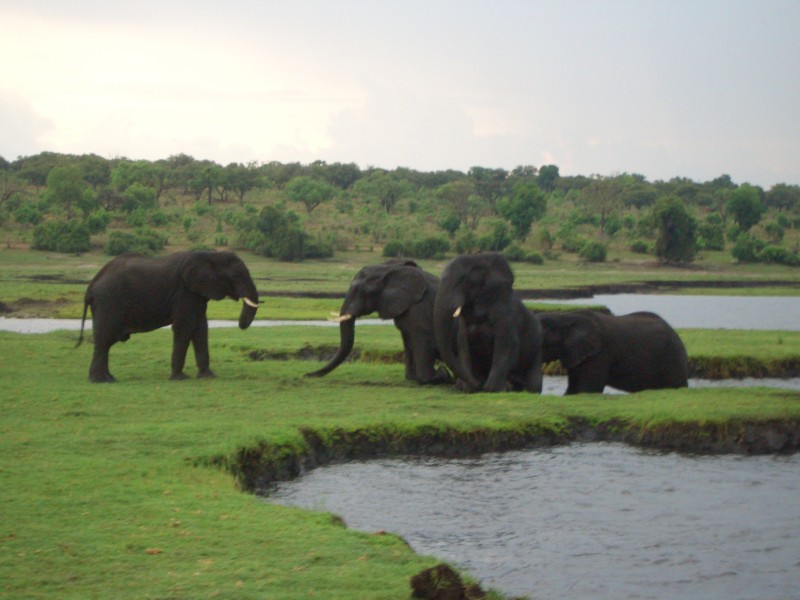 Parque nacional de Chobe