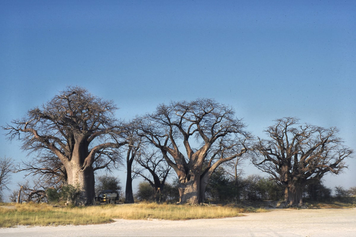 Park Narodowy Nxai Pan, Botswana
