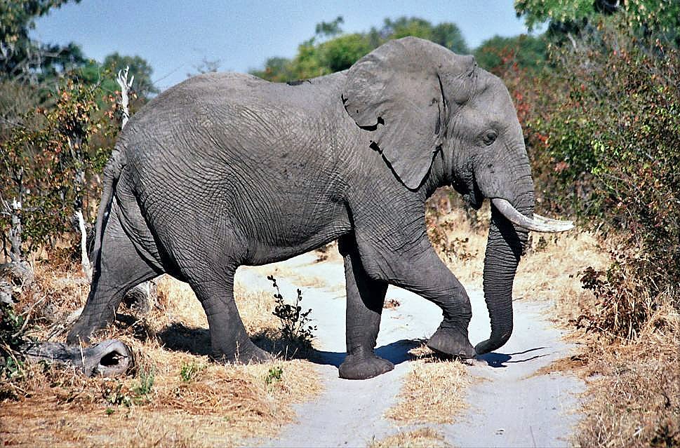 Rezerwat Dzikich Zwierząt Moremi, Botswana