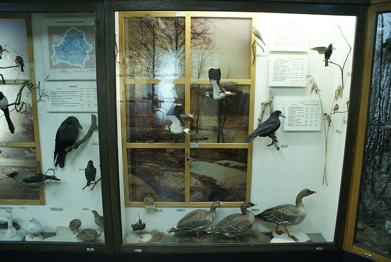 Belarusian Nature and Environment Museum