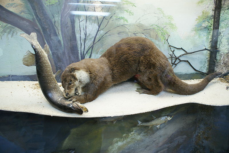 Belarusian Nature and Environment Museum