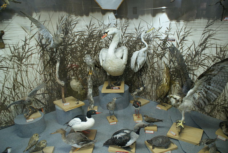 Belarusian Nature and Environment Museum
