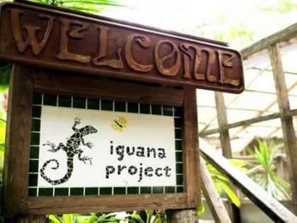 green iguana conservation project san ignacio