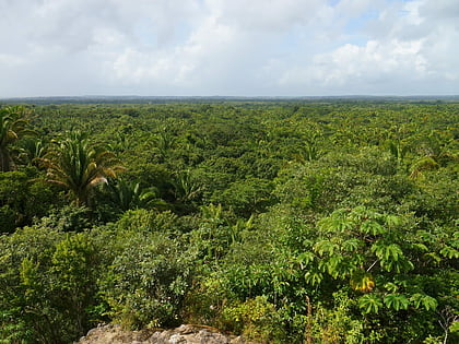 Belize-Kiefernwälder