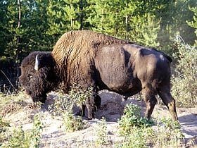 Wood Buffalo National Park