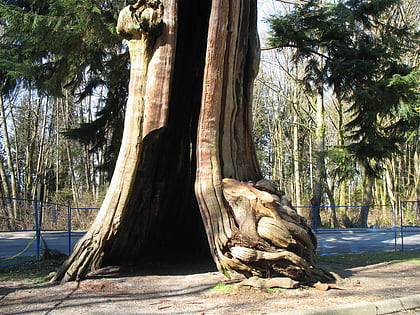 hollow tree vancouver