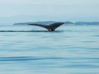 White Rock Sea Tours & Whale Watching