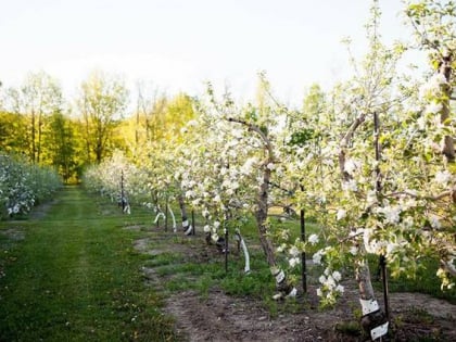 Cannamore Orchard