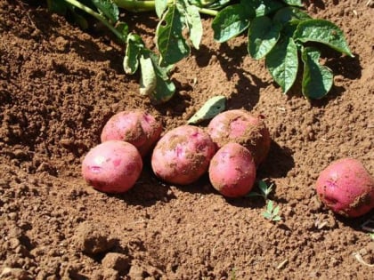 Canadian Potato Museum