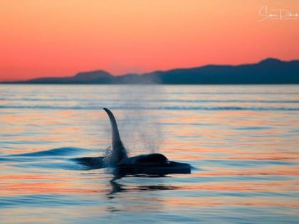 Ocean EcoVentures Whale Watching - Cowichan Bay
