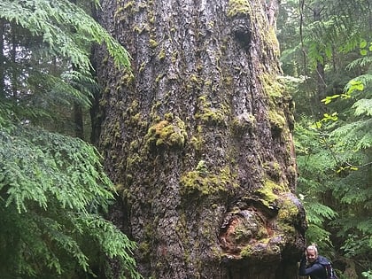 Red Creek fir