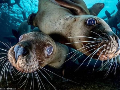 pacific pro dive marine adventures courtenay