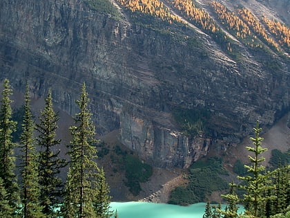 Alberta Mountain forests