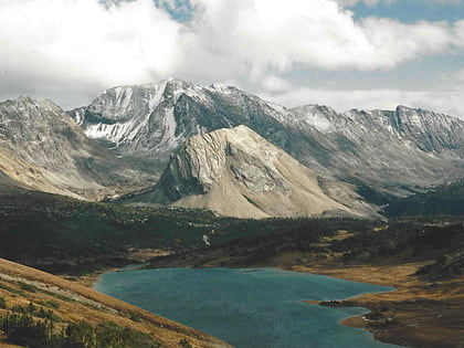 lychnis mountain park narodowy banff