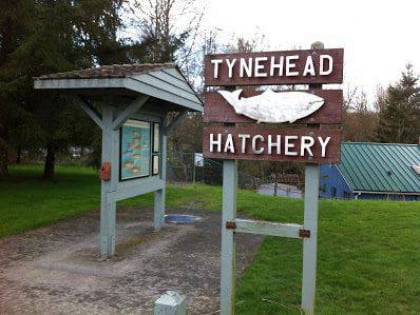 tynehead hatchery surrey