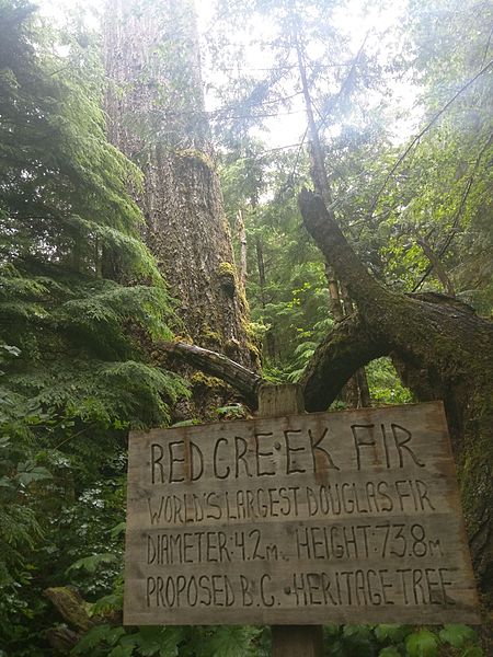Red Creek Fir